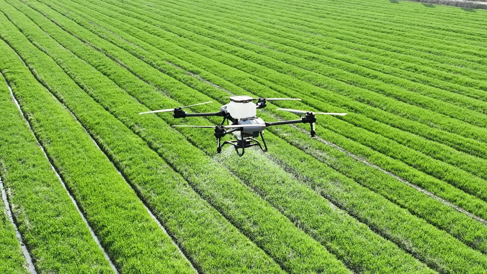 Agricultural drone flying low over green crop rows