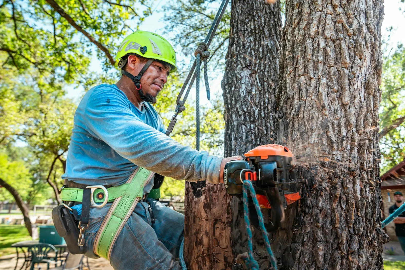 Arborist in a climbing harness cutting a trunk with a chainsaw